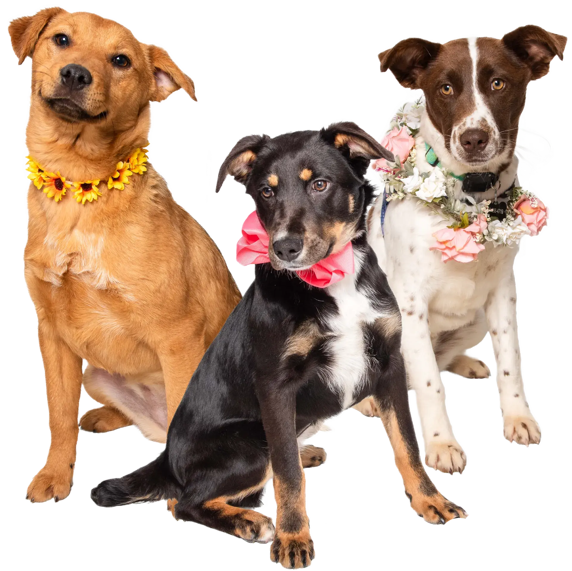 Rescued dogs wearing flower collars