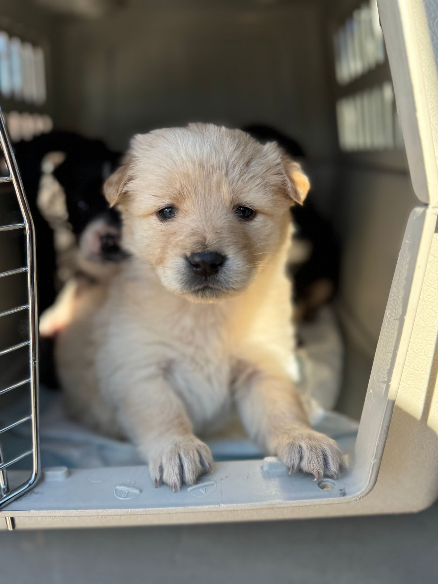 Young foster dog